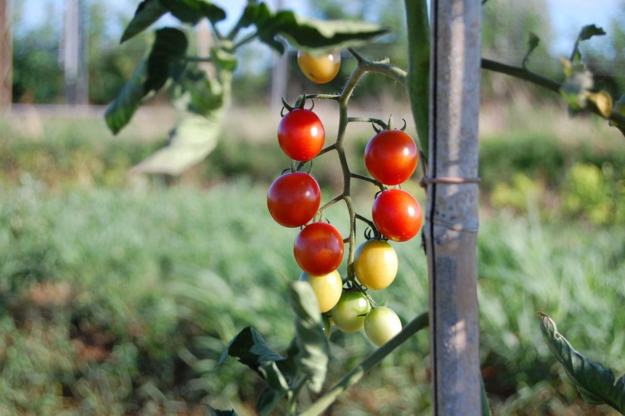 Societa Agricola La Staccionata Βίλα Staranzano Εξωτερικό φωτογραφία